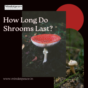 Read more about the article How Long Do Shrooms Last?
