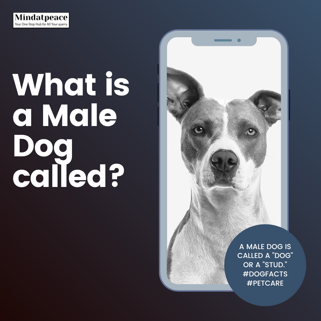 You are currently viewing What is a Male Dog called