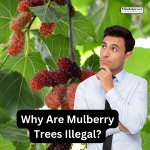 Read more about the article Unveiling the Mystery: Why Are Mulberry Trees Illegal?